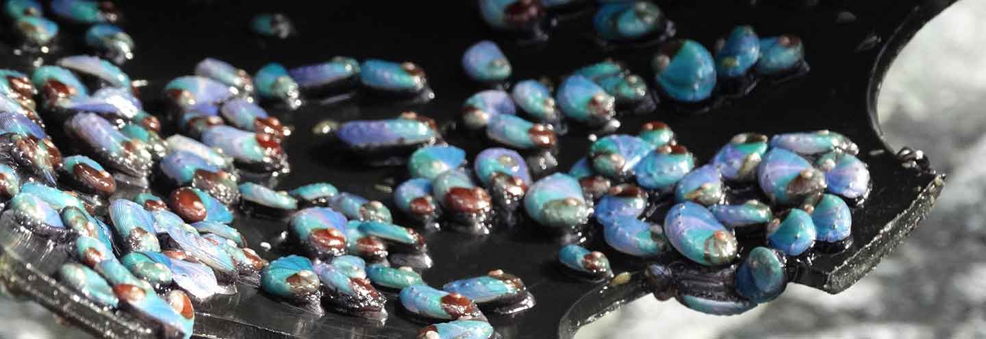Abagold 育苗场中的幼鲍